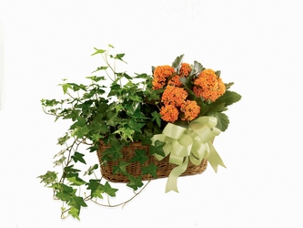 Kalanchoe & Ivy Planter from Visser's Florist and Greenhouses in Anaheim, CA